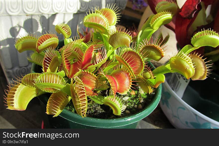 Plant, Carnivorous Plant, Houseplant