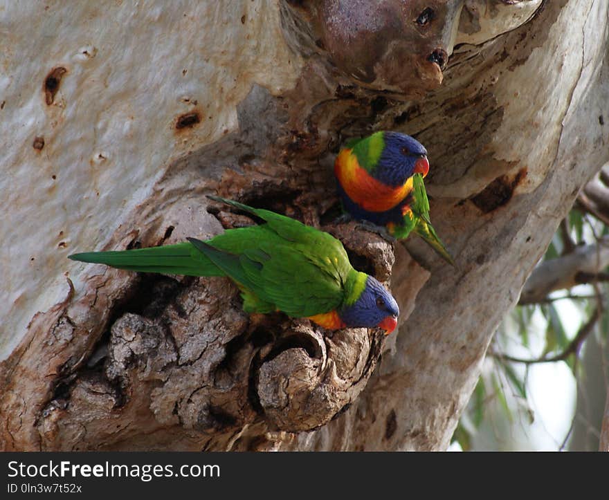 Bird, Fauna, Parrot, Beak