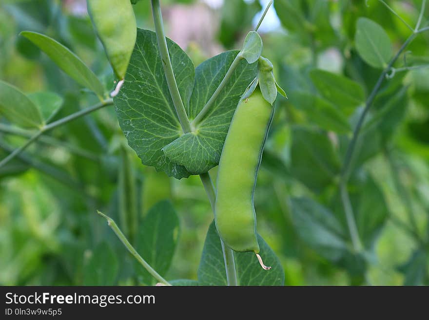 Leaf, Plant, Vegetation, Flora