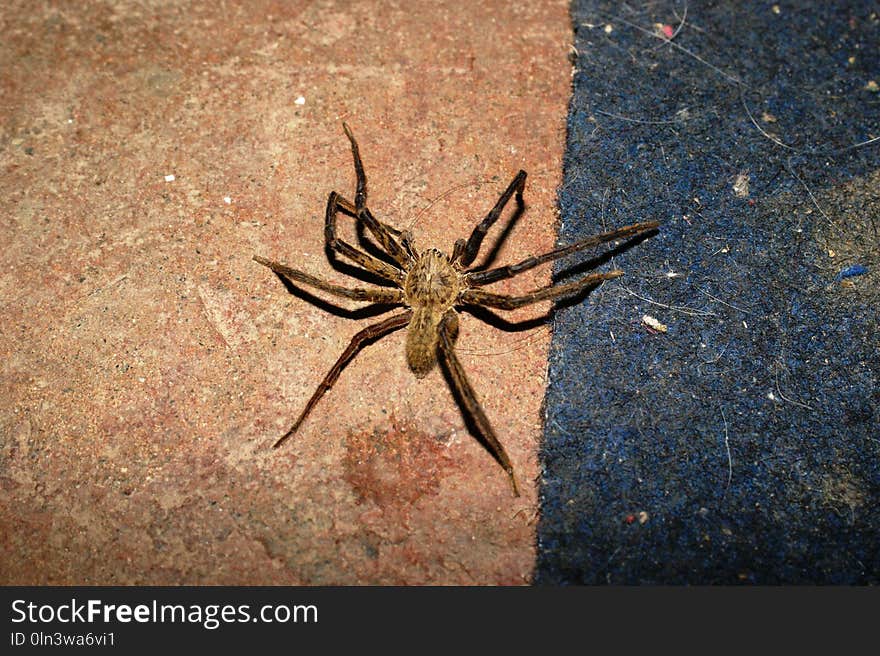 Spider, Arachnid, Invertebrate, Wolf Spider