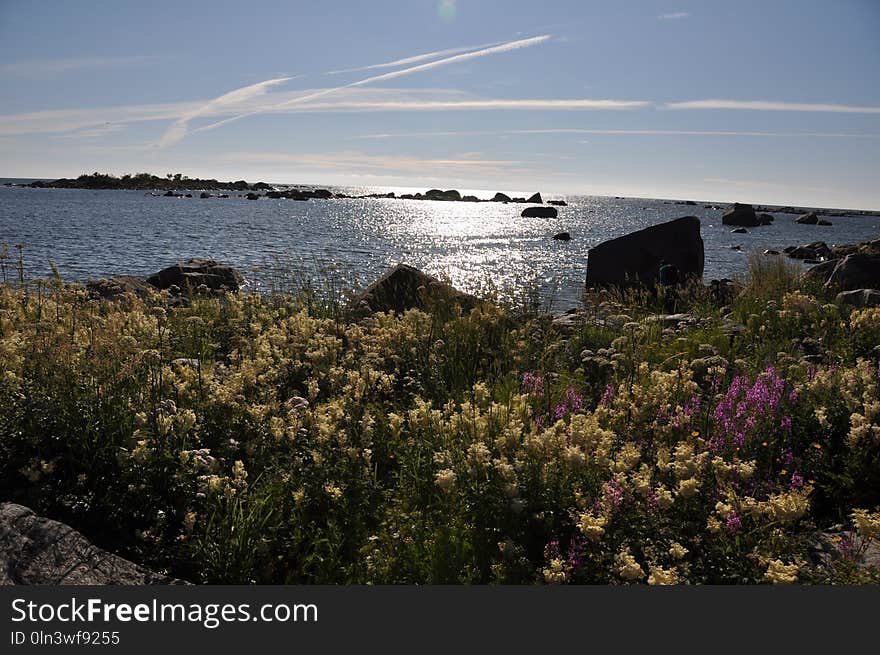 Sea, Body Of Water, Sky, Flower