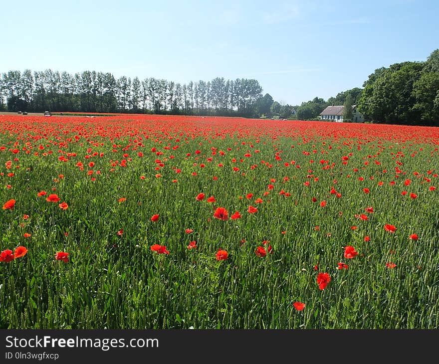 Field, Flower, Ecosystem, Meadow