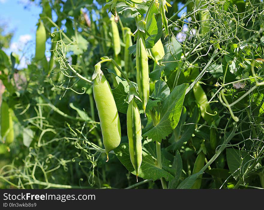 Plant, Vegetable, Produce, Momordica Charantia