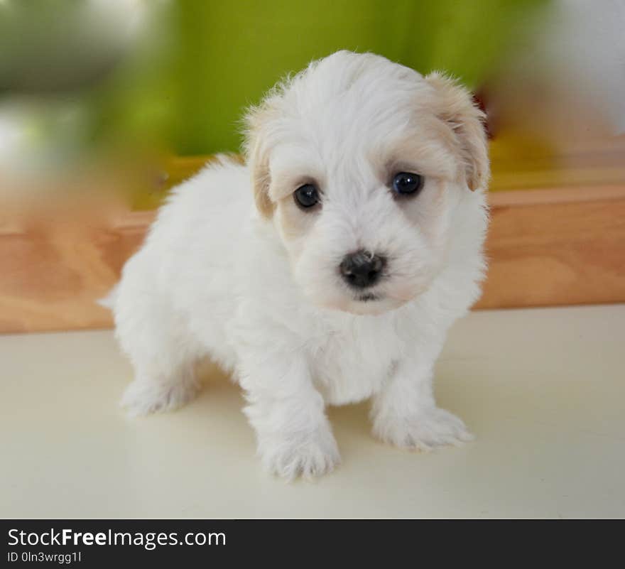 Dog Like Mammal, Dog, Dog Breed, Maltese