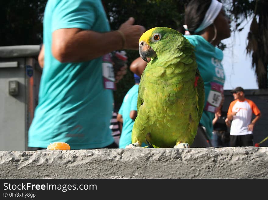 Parrot, Vertebrate, Bird, Macaw