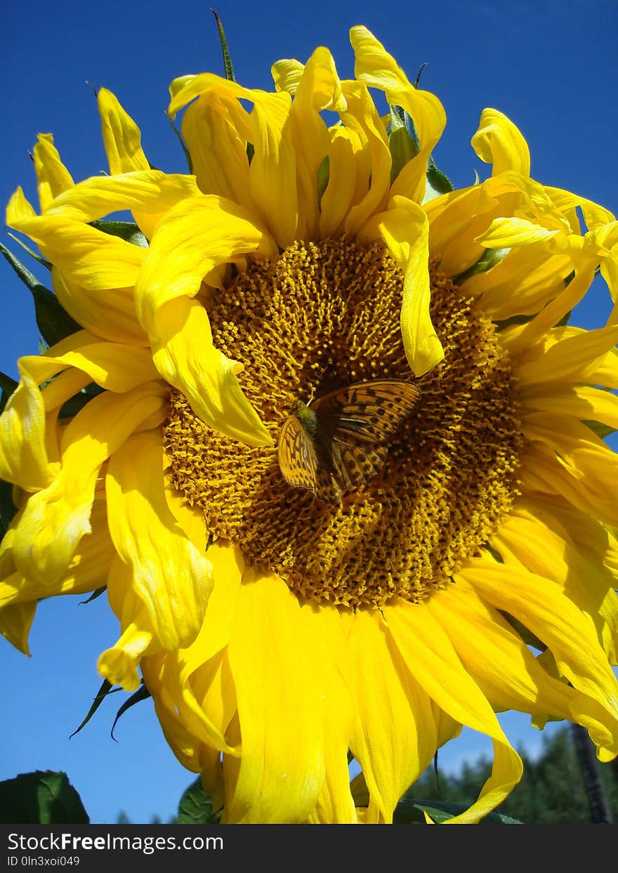 Sunflower, Flower, Yellow, Sunflower Seed