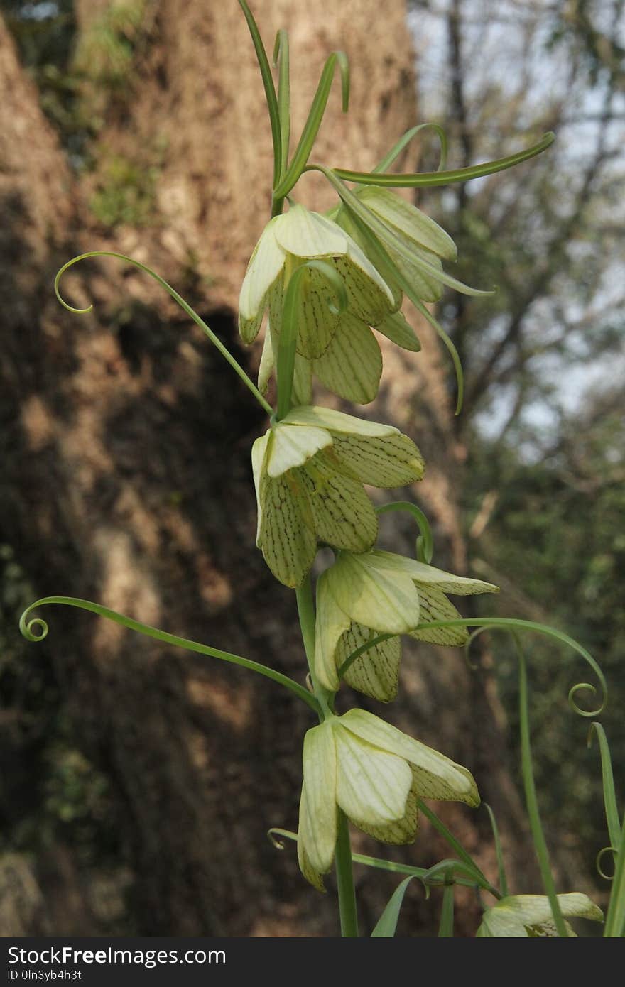 Plant, Flora, Leaf, Flower