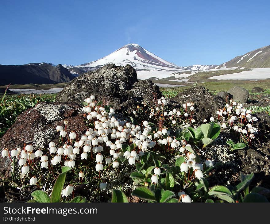 Mountainous Landforms, Mountain, Flower, Plant