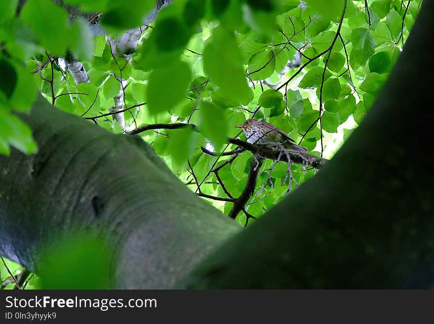 Leaf, Green, Vegetation, Branch