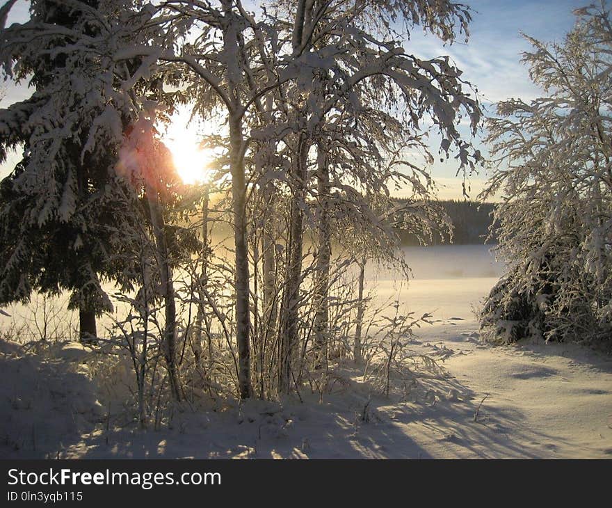 Winter, Snow, Sky, Tree