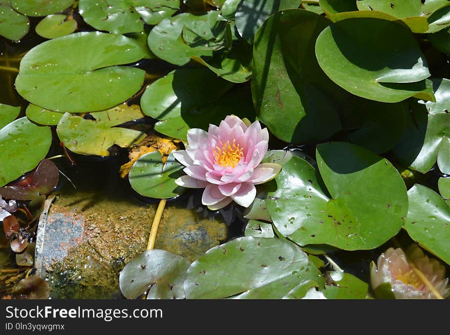 Flower, Plant, Flora, Aquatic Plant