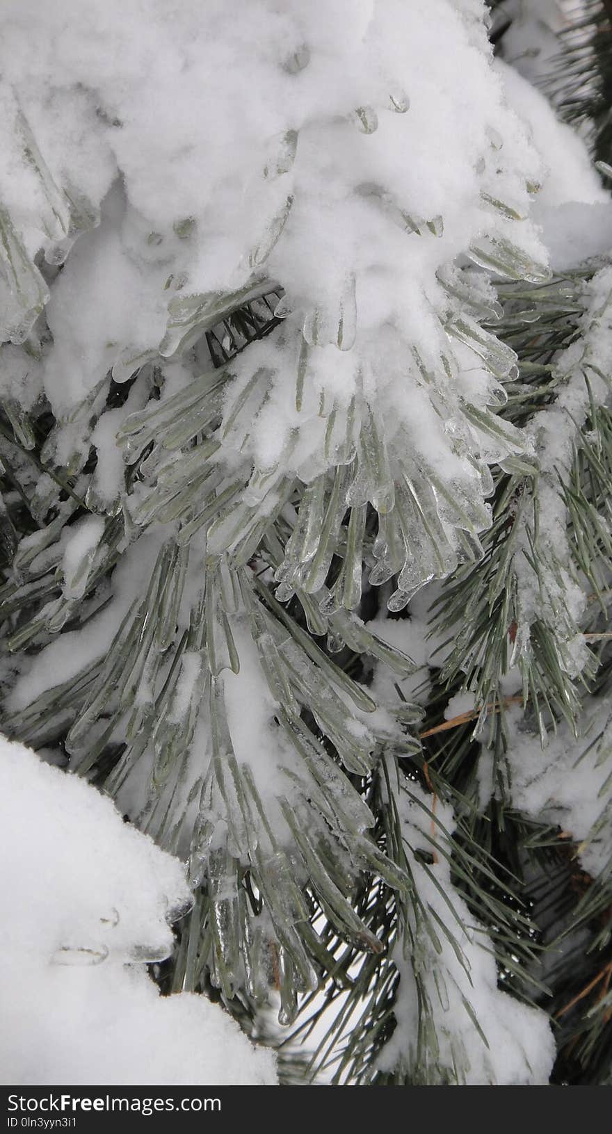 Freezing, Winter, Frost, Tree