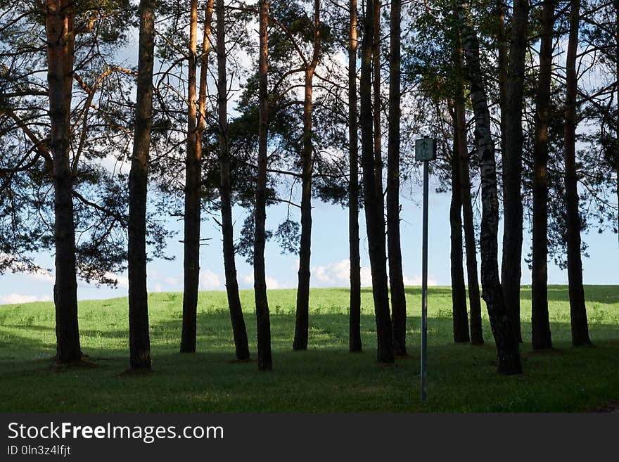 Tree, Nature, Woody Plant, Ecosystem