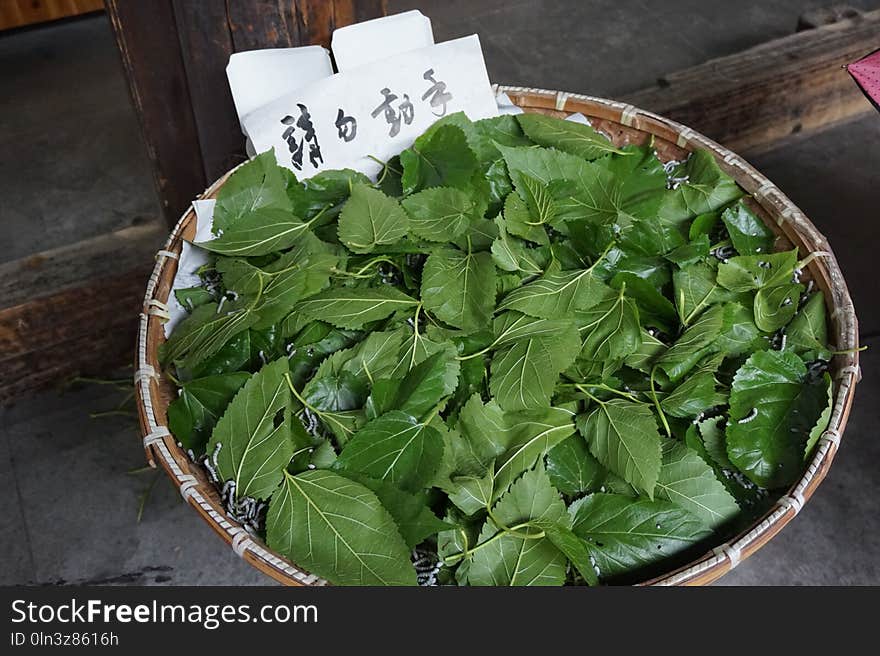 Leaf Vegetable, Leaf, Plant, Herb