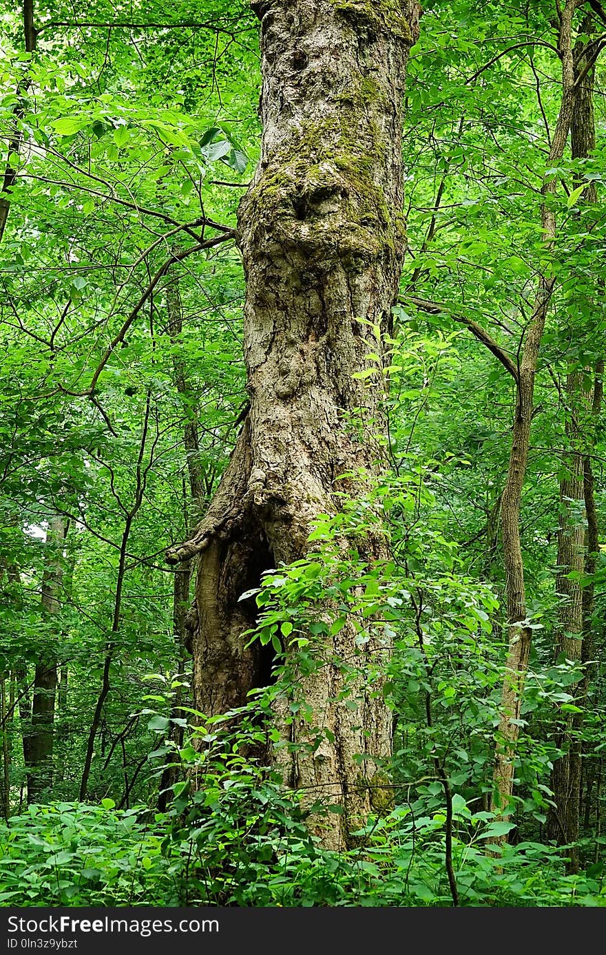 Vegetation, Tree, Woodland, Forest