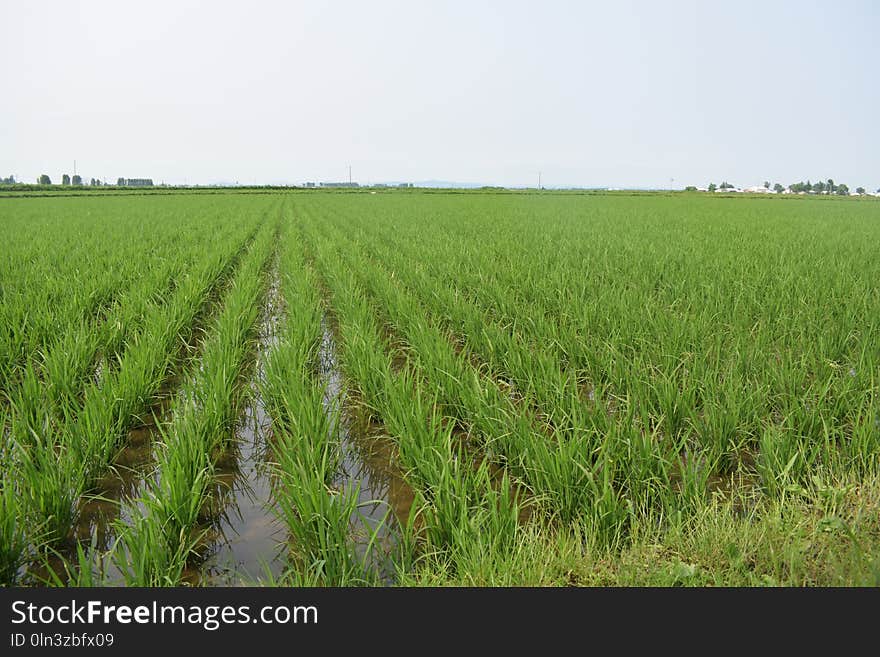 Agriculture, Crop, Paddy Field, Field