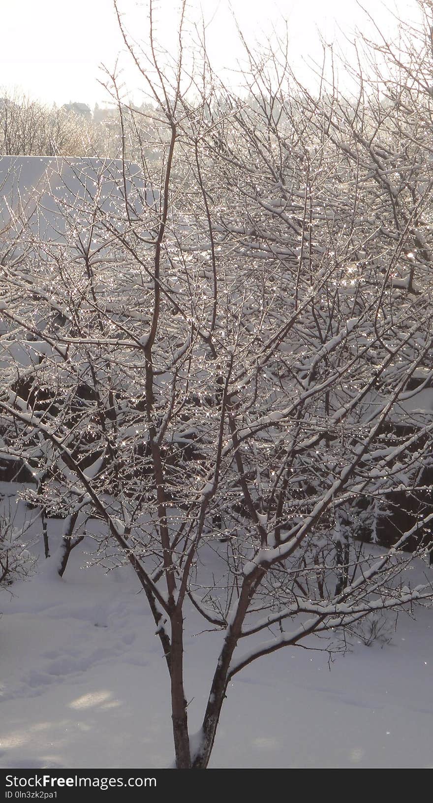 Snow, Branch, Winter, Tree