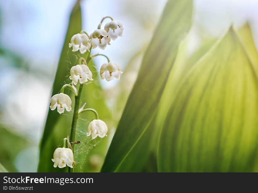 Blooming lily of the valley flowers lighted by the sun light