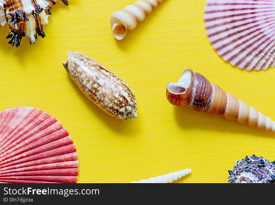 Shells on bright yellow. Beautiful summer background. Flat lay. Texture of the shells.