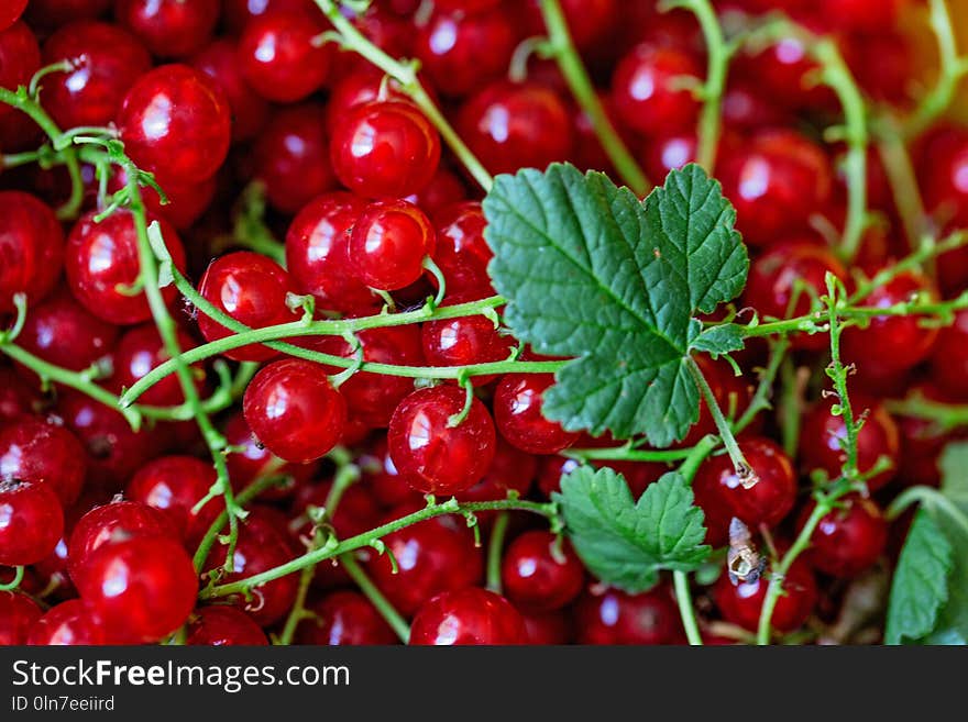 Ripe juicy red currant berries. horizontal photo. Flat lay. Food concept.