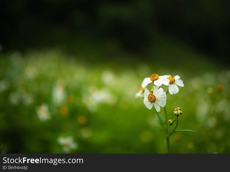 White weed flower close up in the field