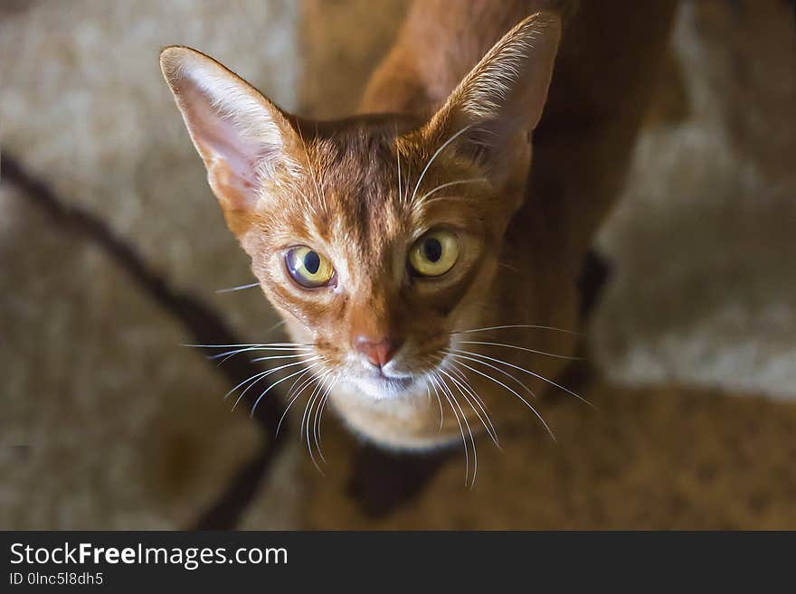 Portrait Of Beautiful Young Abyssinian Cat. Close Up Of Red Cat.