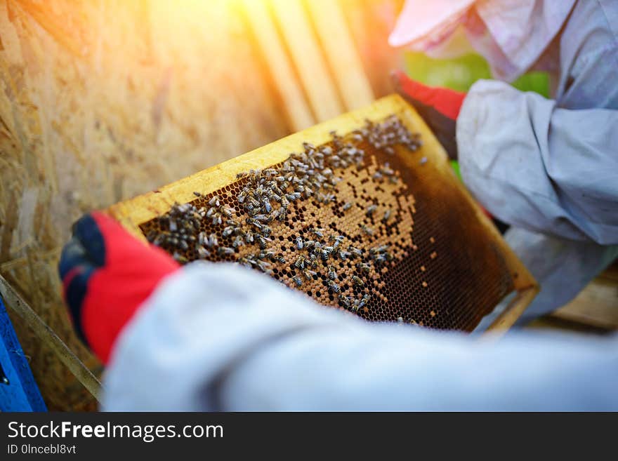 The Beekeeper Takes The Frame With Honeycomb From The Hive