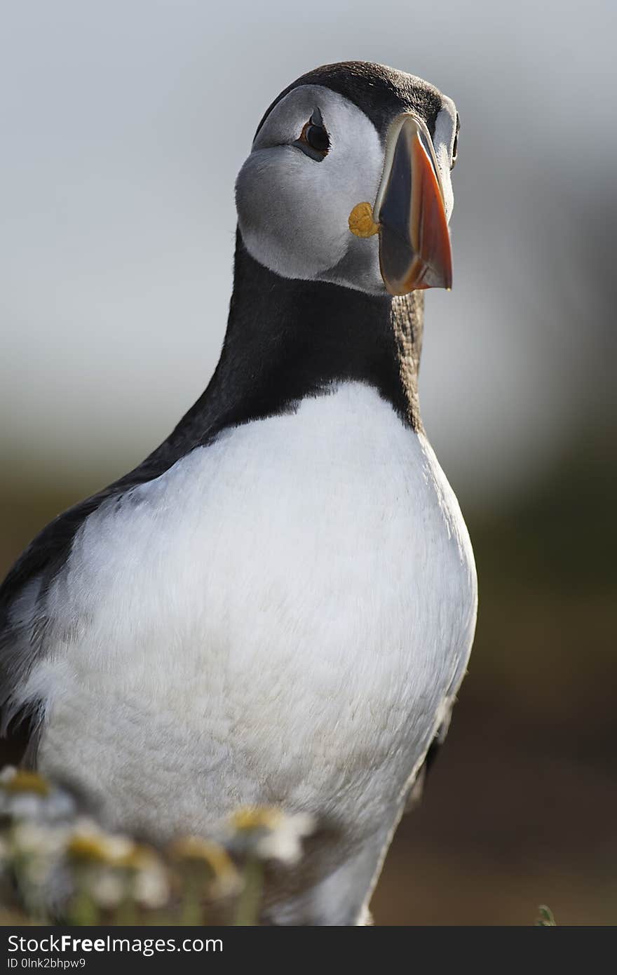 Atlantic Puffin on Skomer Island, Wales