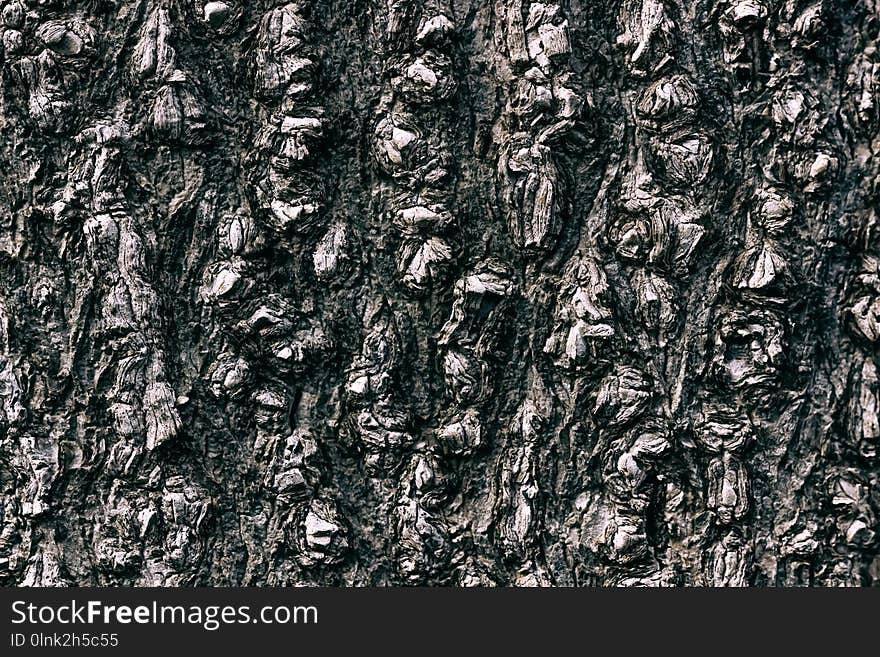 Closeup of tree trunk