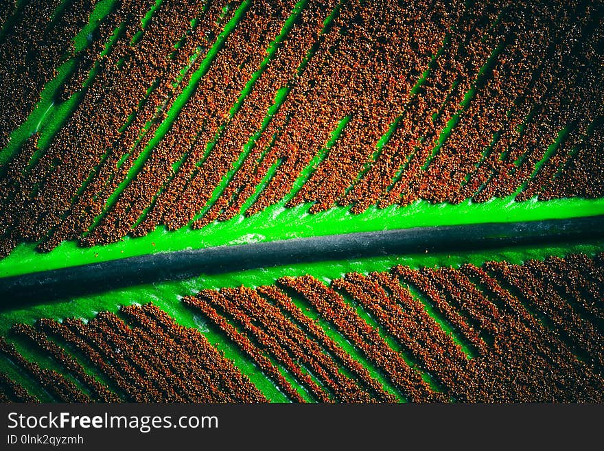 Closeup of leaf texture background