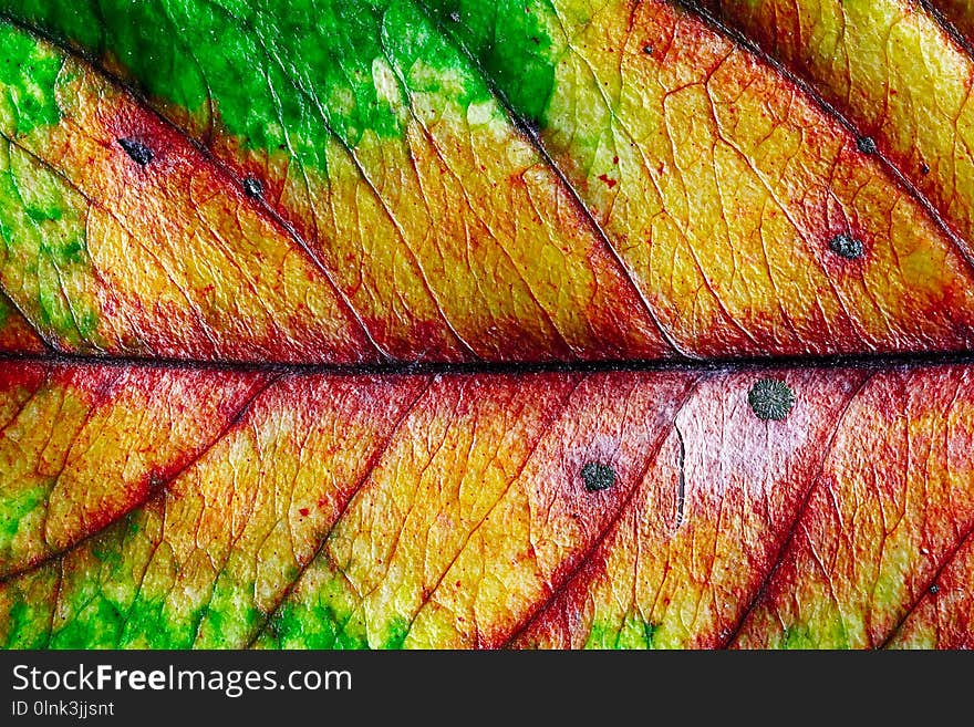 Closeup of leaf texture background