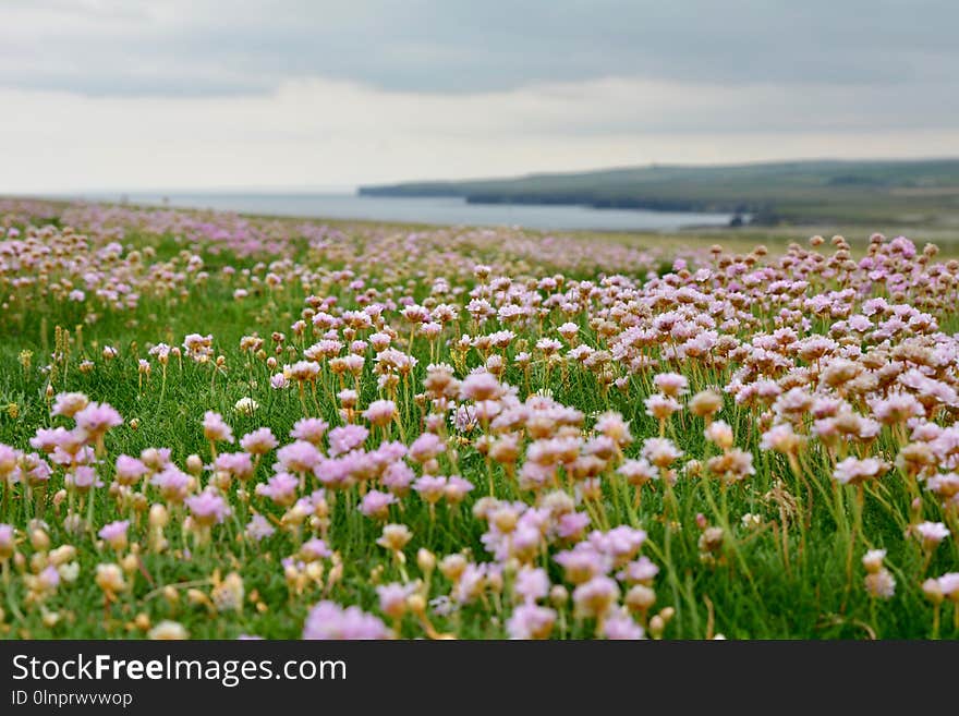 Flower, Ecosystem, Wildflower, Field