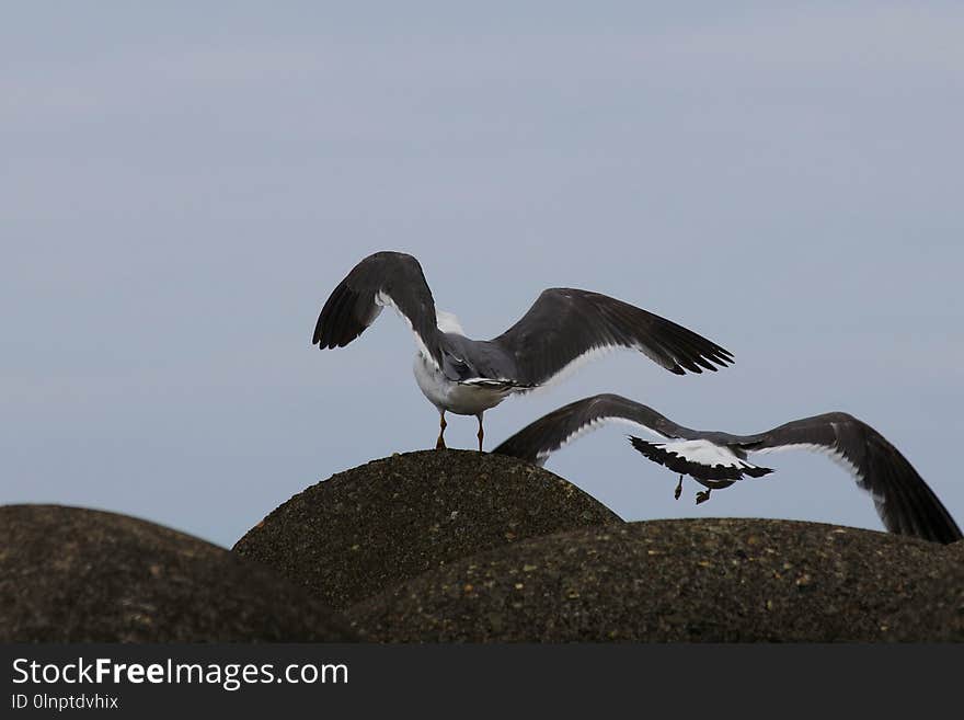 Fauna, Bird, Beak, Seabird