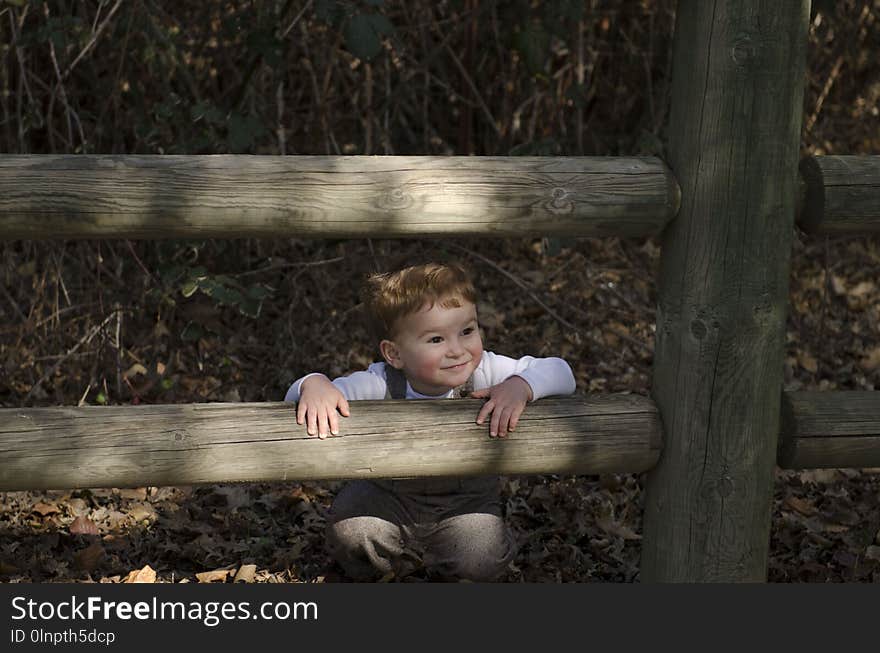 Sitting, Tree, Plant, Wood