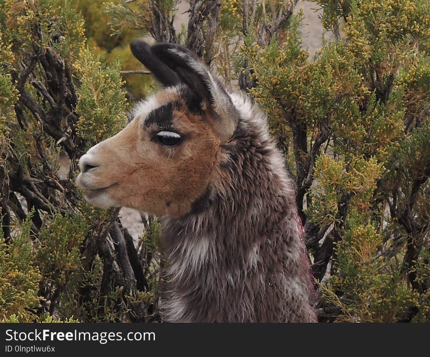 Goats, Fauna, Goat, Feral Goat