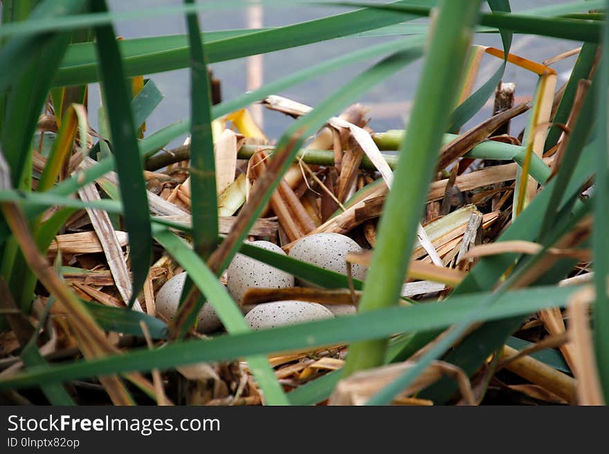 Plant, Grass, Grass Family, Leaf