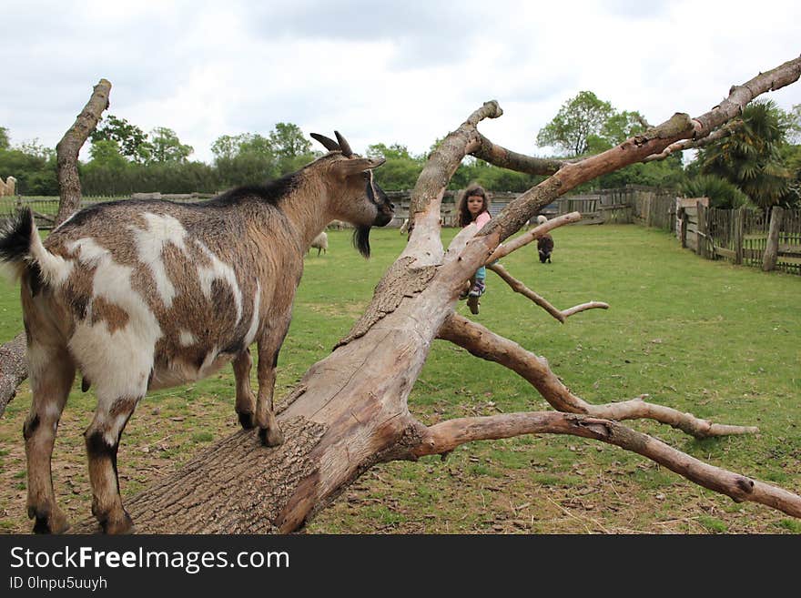 Goats, Goat, Fauna, Pasture