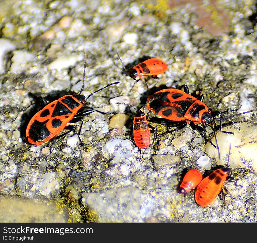 Insect, Invertebrate, Fauna, Brush Footed Butterfly