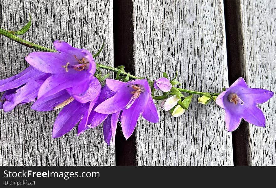 Flower, Flora, Purple, Violet