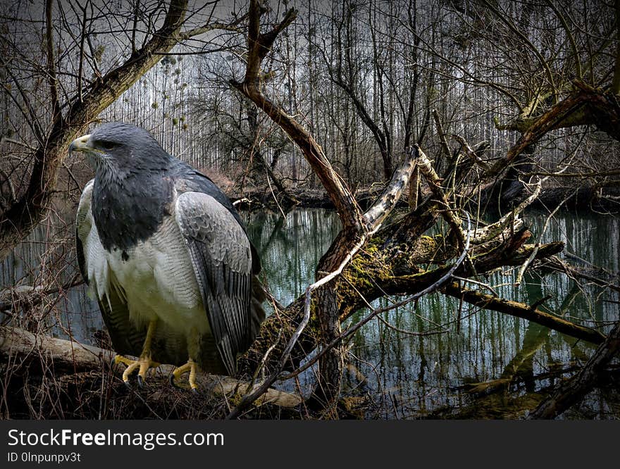 Bird, Tree, Fauna, Ecosystem