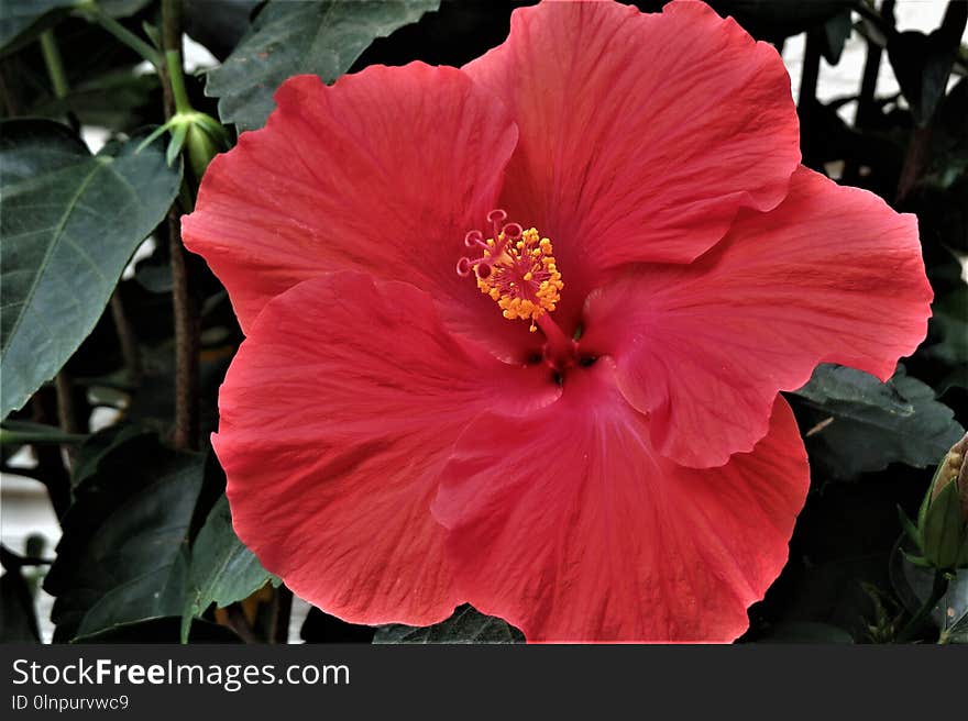 Flower, Plant, Hibiscus, Flowering Plant