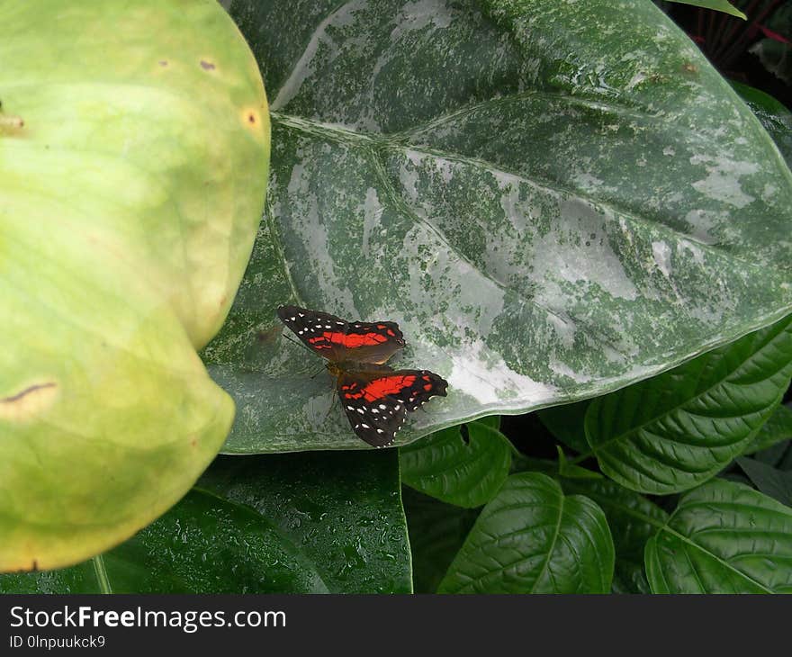 Leaf, Fauna, Insect, Organism