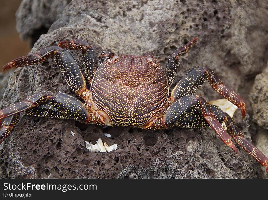 Crab, Freshwater Crab, Decapoda, Crustacean