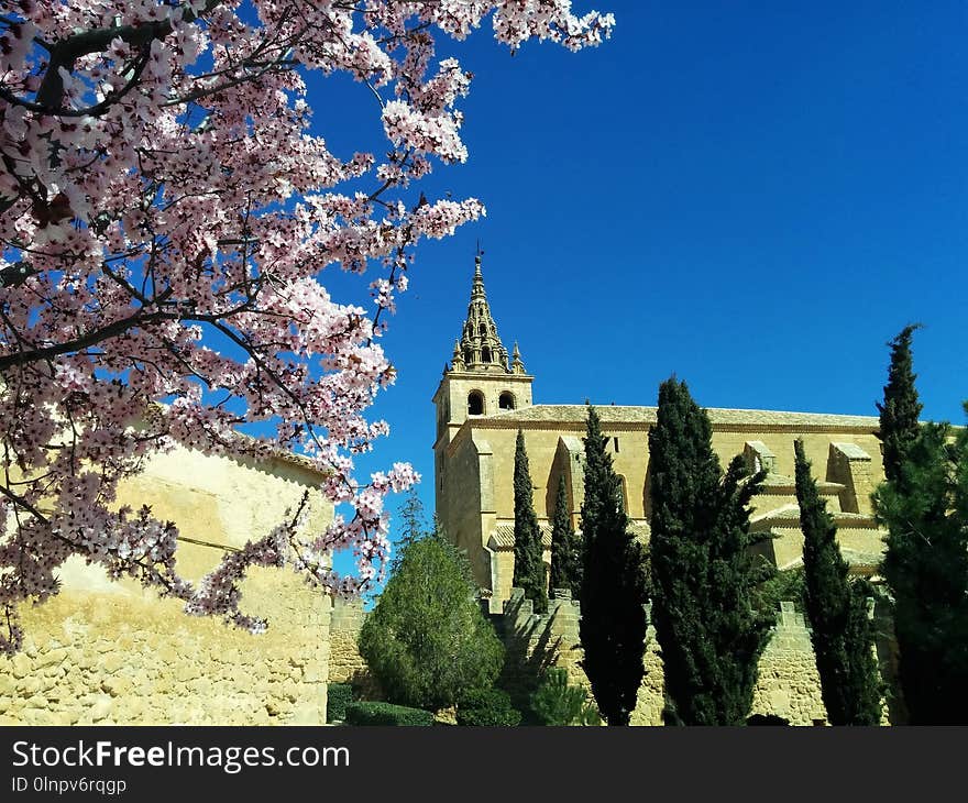 Sky, Landmark, Tree, Flower