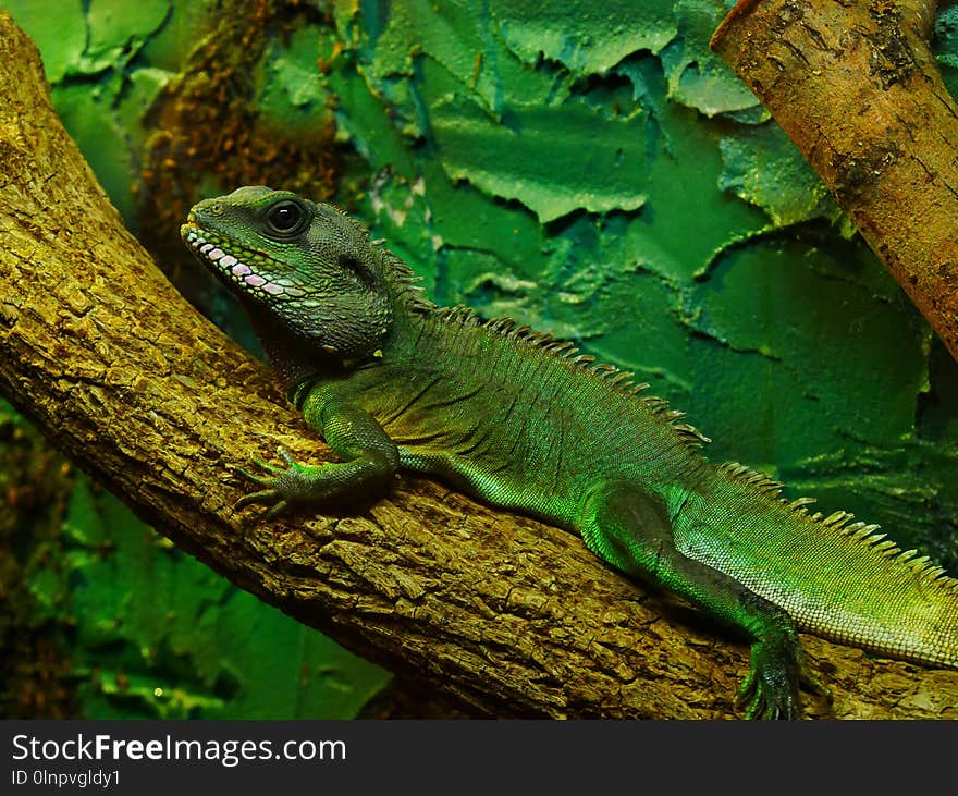 Reptile, Green, Scaled Reptile, Iguana