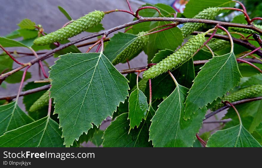 Plant, Leaf, Tree, Nettle Family