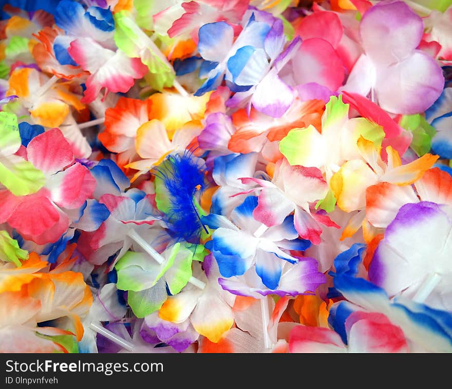 Flower, Petal, Flowering Plant, Lei