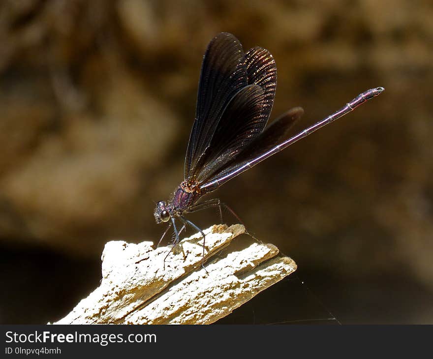 Dragonfly, Insect, Dragonflies And Damseflies, Invertebrate