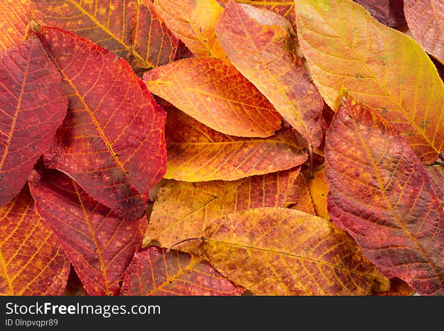 Texture, pattern, Leaves of autumn trees, studio shooting,. Texture, pattern, Leaves of autumn trees, studio shooting,