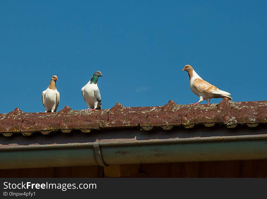 Bird, Sky, Fauna, Beak